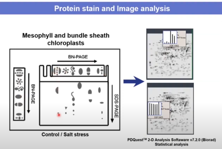 Proteomics-transcriptomics of Abiotic Stress Responses in Amaranth