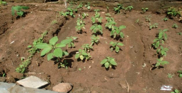 Amaranth research in Nigeria