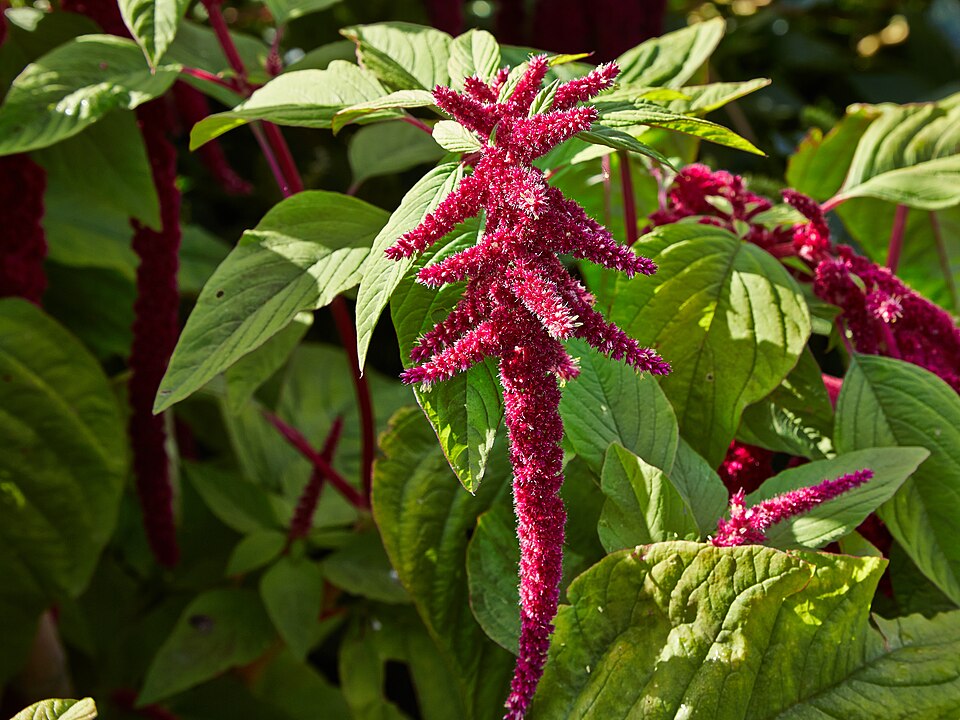 Svenska: Amaranthus caudatus i Bergianska trädgården. Date 5 September 2015, 09:17:24 Source Own work Author C T Johansson