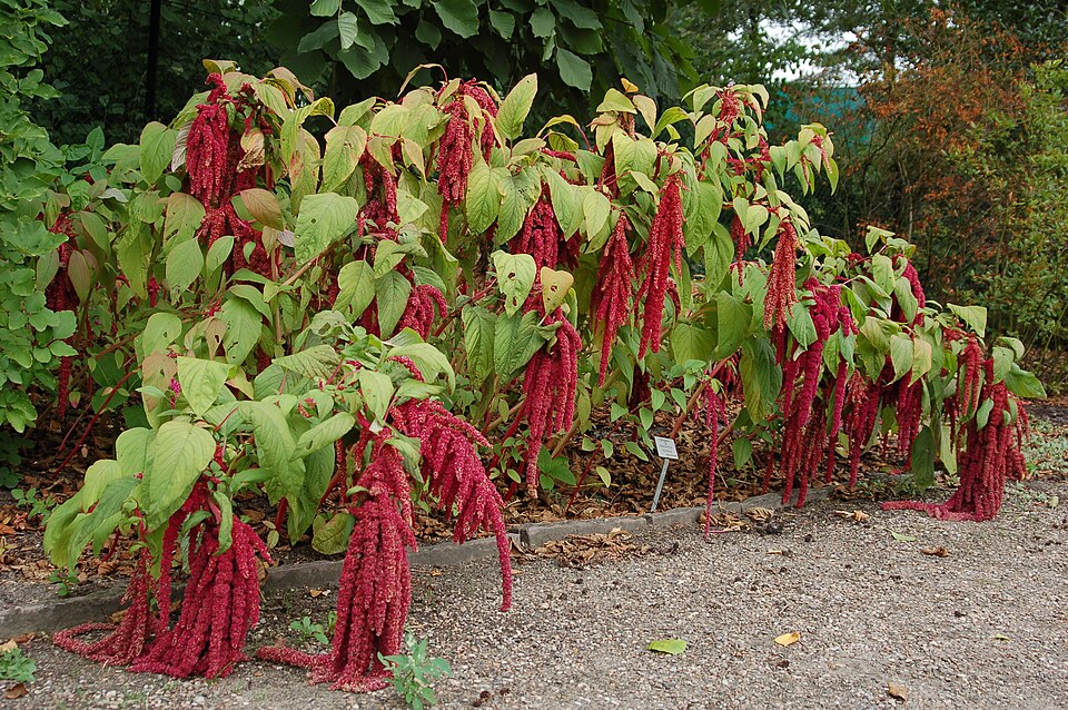 Amaranth in Colombia
