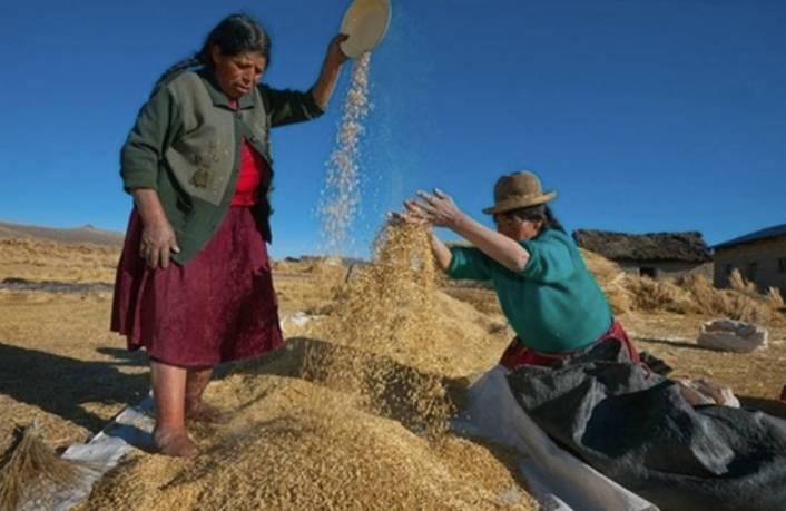 Amaranth in Ecuador