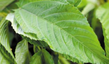 Amaranth in Ghana