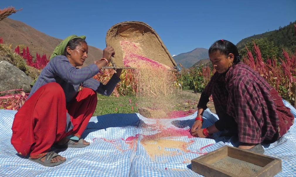 Amaranth in Nepal. Photo by Himalayan Crops dot org