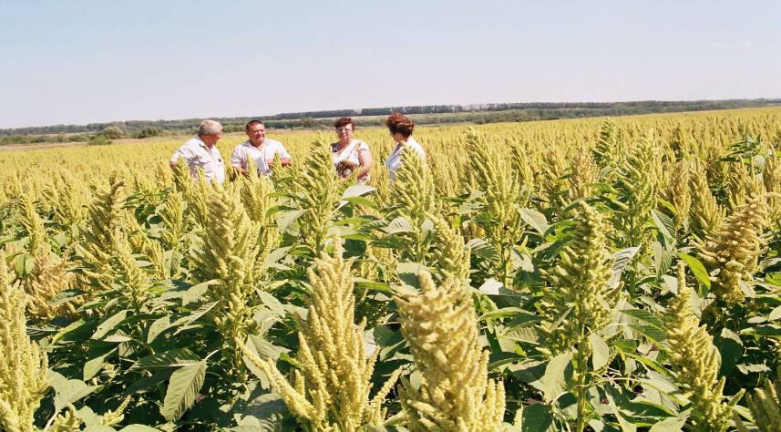 Amaranth plantation in Voronezskaya region