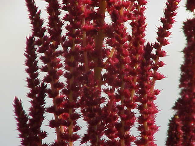 Amaranth in South Sudan