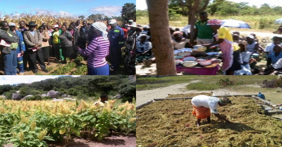 Amaranth Institute members in Zimbabwe